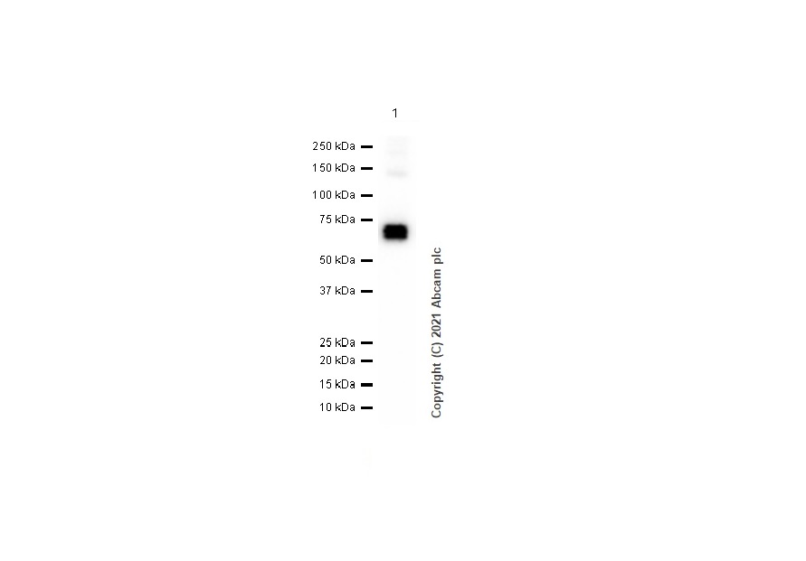 Western blot - Anti-CRMP1 antibody [EP14521] - BSA and Azide free (AB251288), expandable thumbnail