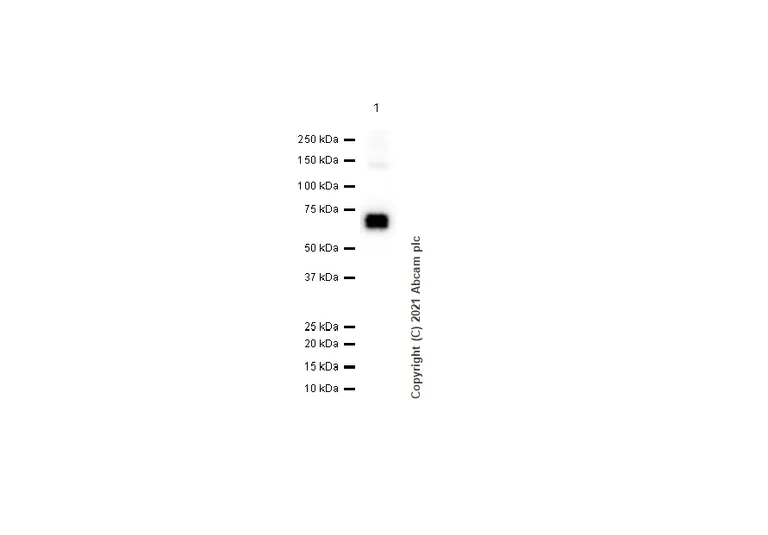 Western blot - Anti-CRMP1 antibody [EP14521] - BSA and Azide free (AB251288)