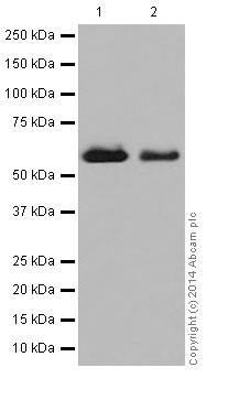 Western blot - Anti-CRMP1 antibody [EP14521] - BSA and Azide free (AB251288), expandable thumbnail