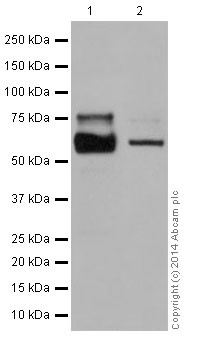 Western blot - Anti-CRMP1 antibody [EP14521] - BSA and Azide free (AB251288), expandable thumbnail