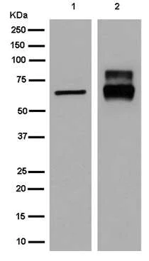Western blot - Anti-CRMP1 antibody [EPR14520(B)] - BSA and Azide free (AB250215)
