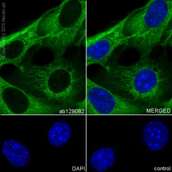 Immunocytochemistry/ Immunofluorescence - Anti-CRMP1 + CRMP2 antibody [EPR7792] (AB129082)