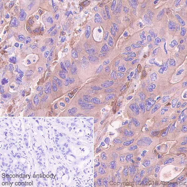 Immunohistochemistry (Formalin/PFA-fixed paraffin-embedded sections) - Anti-CRMP1 + CRMP2 antibody [EPR7792] (AB129082)