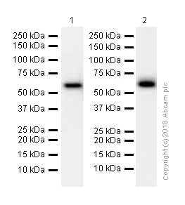 Western blot - Anti-CRMP1 + CRMP2 antibody [EPR7792] (AB129082)