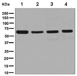 Western blot - Anti-CRMP1 + CRMP2 antibody [EPR7792] (AB129082)