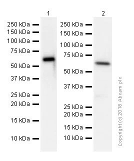 Western blot - Anti-CRMP1 + CRMP2 antibody [EPR7792] (AB129082)