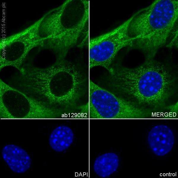 Immunocytochemistry/ Immunofluorescence - Anti-CRMP1 + CRMP2 antibody [EPR7792] - BSA and Azide free (AB240952), expandable thumbnail