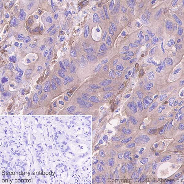 Immunohistochemistry (Formalin/PFA-fixed paraffin-embedded sections) - Anti-CRMP1 + CRMP2 antibody [EPR7792] - BSA and Azide free (AB240952), expandable thumbnail
