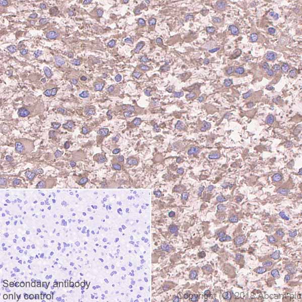 Immunohistochemistry (Formalin/PFA-fixed paraffin-embedded sections) - Anti-CRMP1 + CRMP2 antibody [EPR7792] - BSA and Azide free (AB240952), expandable thumbnail
