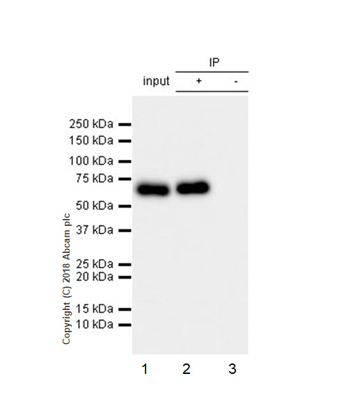 Immunoprecipitation - Anti-CRMP1 + CRMP2 antibody [EPR7792] - BSA and Azide free (AB240952), expandable thumbnail