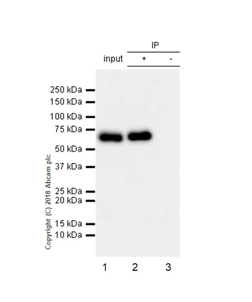 Immunoprecipitation - Anti-CRMP1 + CRMP2 antibody [EPR7792] - BSA and Azide free (AB240952)