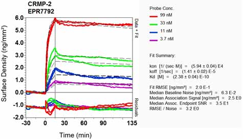 OI-RD Scanning - Anti-CRMP1 + CRMP2 antibody [EPR7792] - BSA and Azide free (ab240952), expandable thumbnail