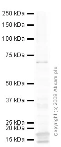 Western blot - Anti-CRMP2 antibody [1B1] (AB62539)