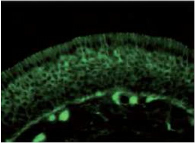 Immunohistochemistry (Frozen sections) - Anti-CRMP2 antibody (AB36201), expandable thumbnail