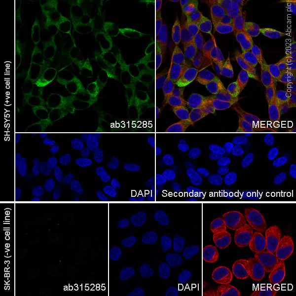 Immunocytochemistry/ Immunofluorescence - Anti-CRMP2 antibody [EPR28480-66] - BSA and Azide free (AB315286)