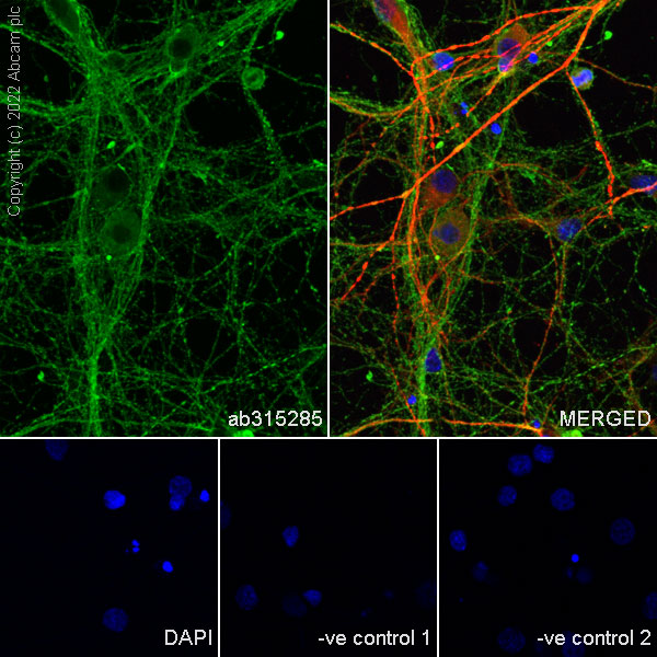 Immunocytochemistry/ Immunofluorescence - Anti-CRMP2 antibody [EPR28480-66] - BSA and Azide free (AB315286), expandable thumbnail