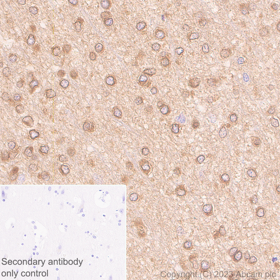 Immunohistochemistry (Formalin/PFA-fixed paraffin-embedded sections) - Anti-CRMP2 antibody [EPR28480-66] - BSA and Azide free (ab315286), expandable thumbnail