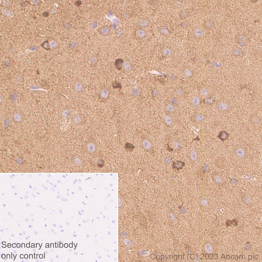 Immunohistochemistry (Formalin/PFA-fixed paraffin-embedded sections) - Anti-CRMP2 antibody [EPR28480-66] - BSA and Azide free (ab315286), expandable thumbnail