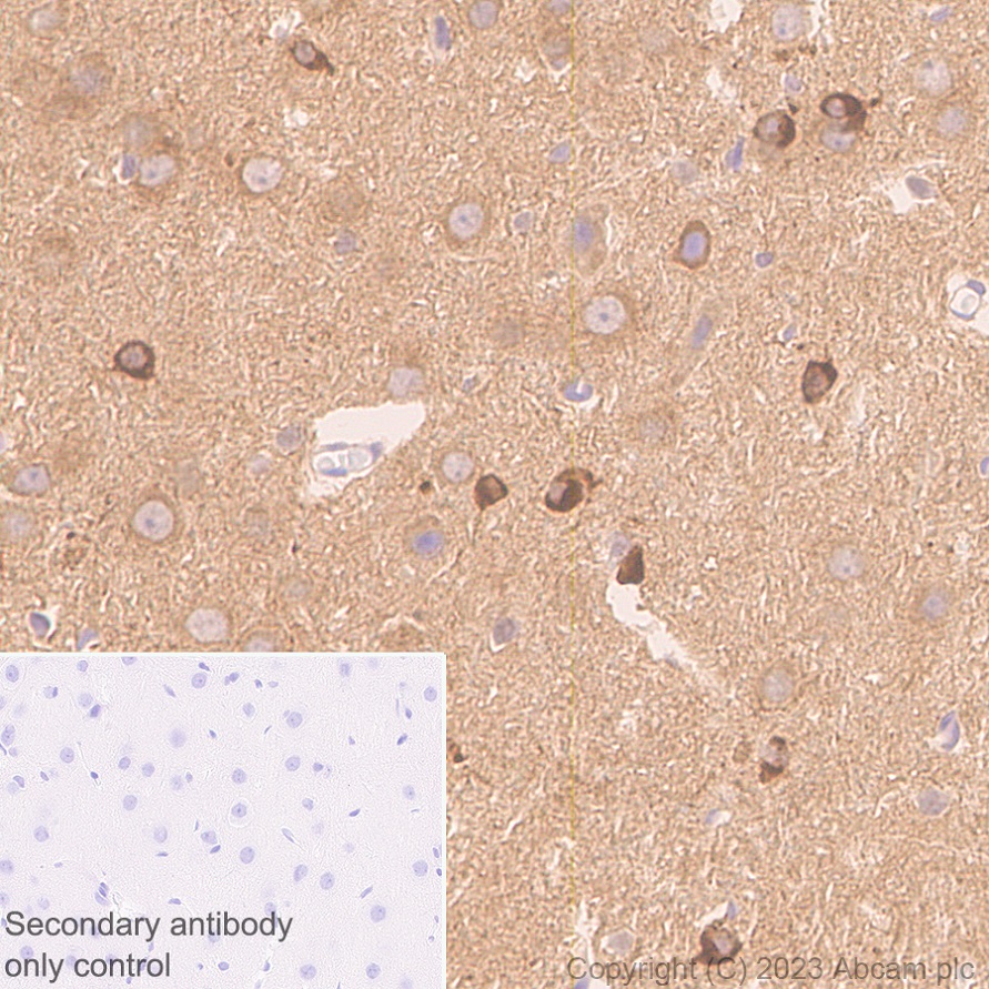 Immunohistochemistry (Formalin/PFA-fixed paraffin-embedded sections) - Anti-CRMP2 antibody [EPR28480-66] - BSA and Azide free (ab315286), expandable thumbnail