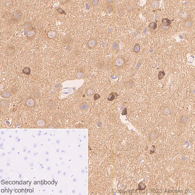 Immunohistochemistry (Formalin/PFA-fixed paraffin-embedded sections) - Anti-CRMP2 antibody [EPR28480-66] - BSA and Azide free (AB315286)