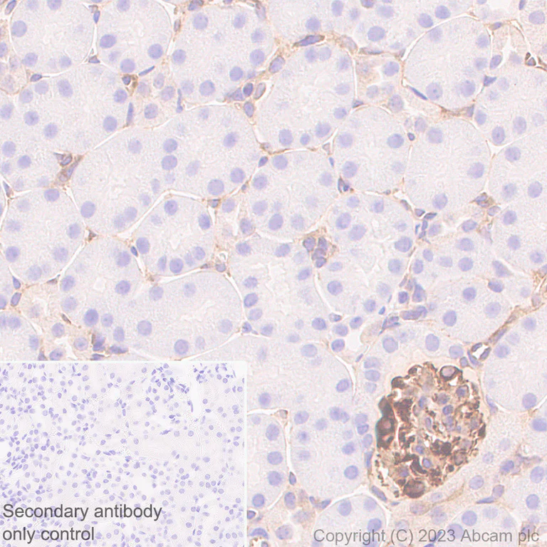 Immunohistochemistry (Formalin/PFA-fixed paraffin-embedded sections) - Anti-CRMP2 antibody [EPR28480-66] - BSA and Azide free (AB315286)