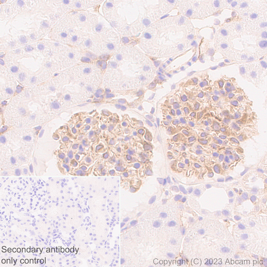 Immunohistochemistry (Formalin/PFA-fixed paraffin-embedded sections) - Anti-CRMP2 antibody [EPR28480-66] - BSA and Azide free (ab315286), expandable thumbnail