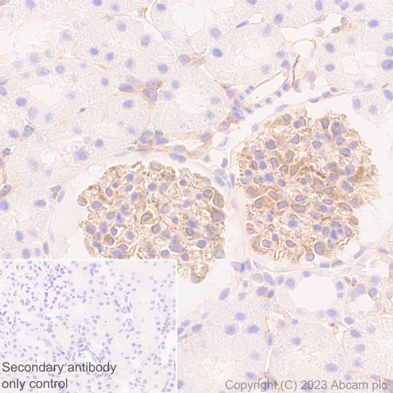 Immunohistochemistry (Formalin/PFA-fixed paraffin-embedded sections) - Anti-CRMP2 antibody [EPR28480-66] - BSA and Azide free (AB315286)