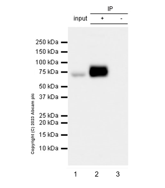 Immunoprecipitation - Anti-CRMP2 antibody [EPR28480-66] - BSA and Azide free (ab315286), expandable thumbnail