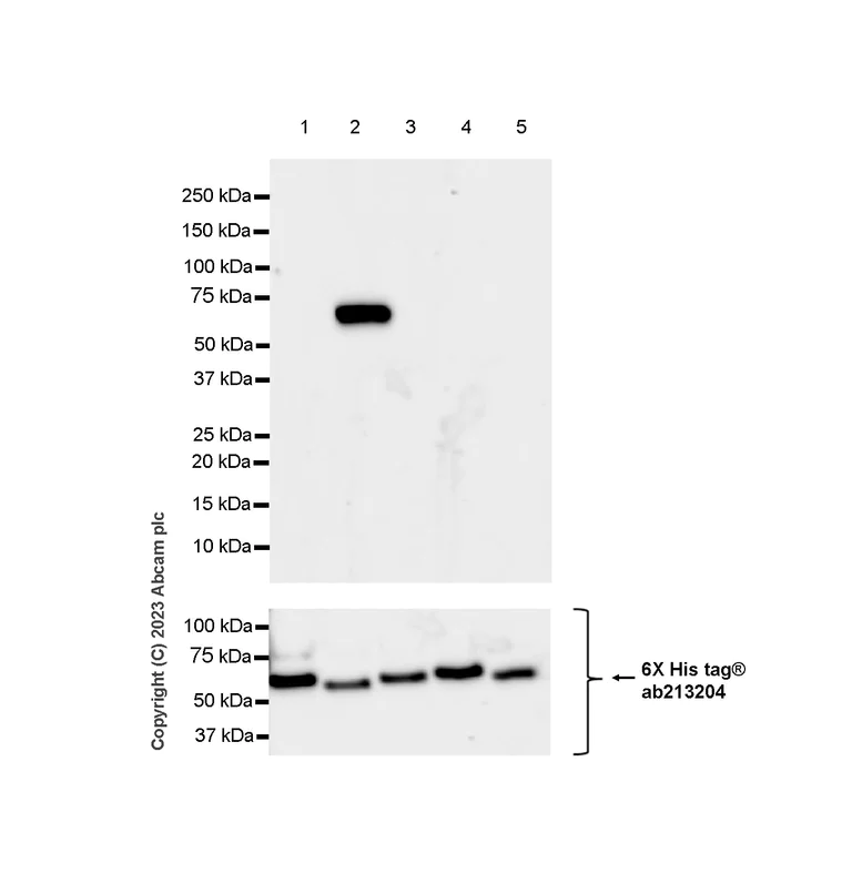 Western blot - Anti-CRMP2 antibody [EPR28480-66] - BSA and Azide free (AB315286)