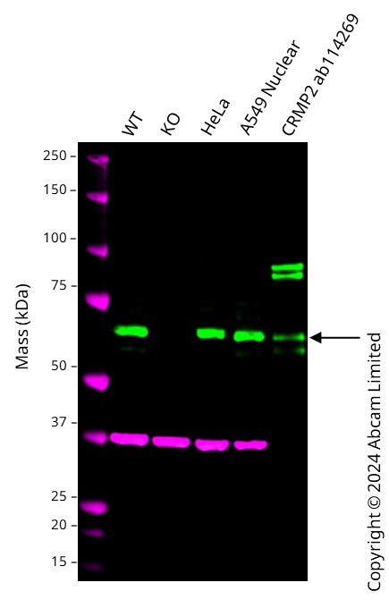Western blot - Anti-CRMP2 antibody [EPR28480-66] - BSA and Azide free (AB315286), expandable thumbnail