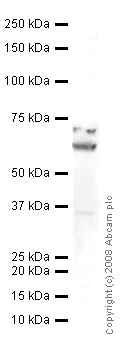 Western blot - Anti-CRMP2 (phospho T514) antibody (AB62478)