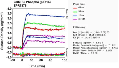 OI-RD Scanning - Anti-CRMP2 (phospho T514) antibody [EPR7876] - BSA and Azide free (AB248276)