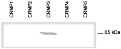 Western blot - Anti-CRMP3 antibody (AB36217)