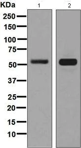 Western blot - Anti-CRMP3 antibody [EPR7591] - BSA and Azide free (AB248448)