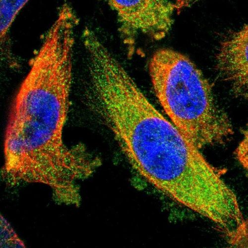 Immunocytochemistry/ Immunofluorescence - Anti-CRMP4 antibody (AB244319), expandable thumbnail