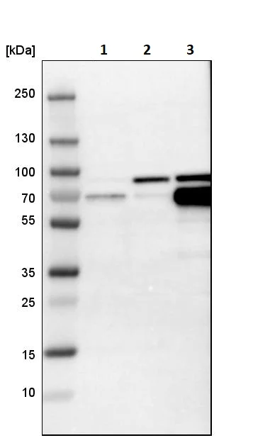 Western blot - Anti-CRMP4 antibody (AB244319)