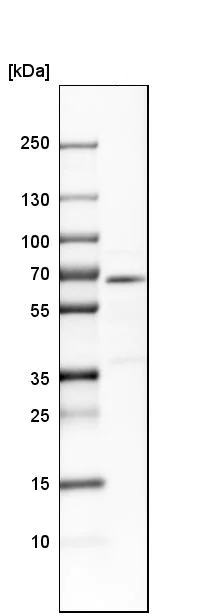 Western blot - Anti-CRMP4 antibody (AB244319)