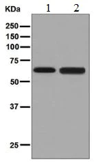 Western blot - Anti-CRMP4 antibody [EPR7593(B)] (AB126787)