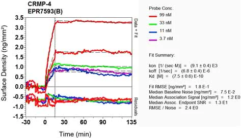 OI-RD Scanning - Anti-CRMP4 antibody [EPR7593(B)] - BSA and Azide free (AB248183)