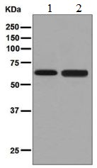 Western blot - Anti-CRMP4 antibody [EPR7593(B)] - BSA and Azide free (AB248183)