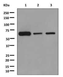 Western blot - Anti-CRMP5 antibody [EPR13127(B)] - BSA and Azide free (AB249909), expandable thumbnail