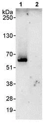 Immunoprecipitation - Anti-CROP antibody (AB80412)