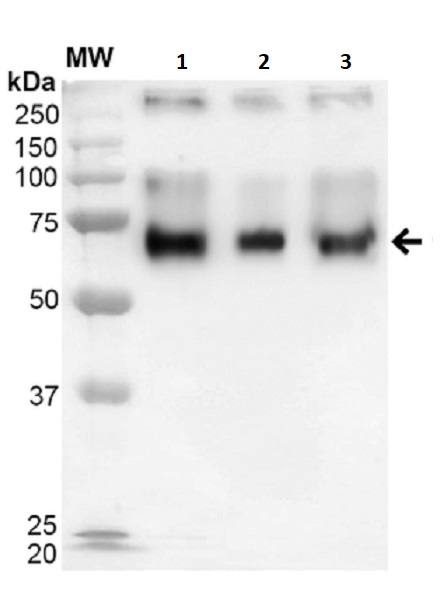 Western blot - Crotonaldehyde BSA Conjugate (AB245931)