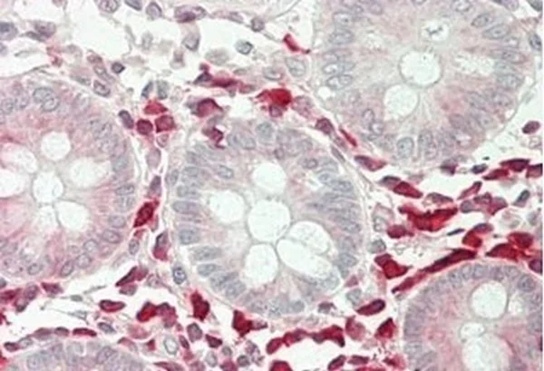 Immunohistochemistry (Formalin/PFA-fixed paraffin-embedded sections) - Anti-CRP-1 antibody - C-terminal (AB211631)