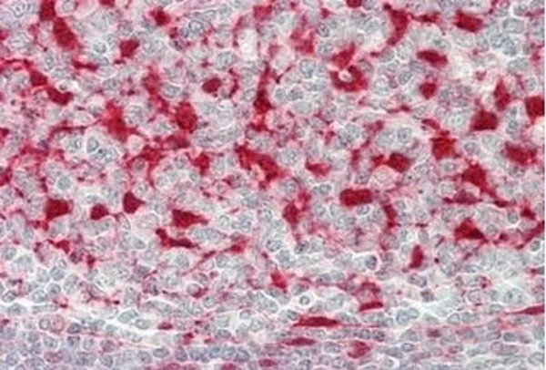 Immunohistochemistry (Formalin/PFA-fixed paraffin-embedded sections) - Anti-CRP-1 antibody - C-terminal (AB211631)