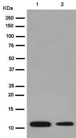 Western blot - Anti-CRP-1 antibody [EPR14345-43] (AB185558)