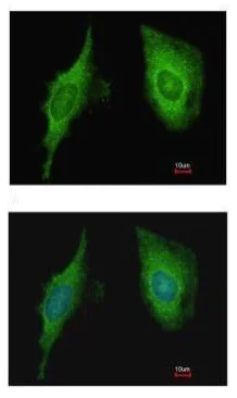 Immunocytochemistry/ Immunofluorescence - Anti-CRP-2 antibody (AB229110)