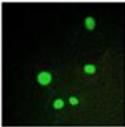 Immunocytochemistry/ Immunofluorescence - Anti-CRSP2 / MED14 antibody (AB196624), expandable thumbnail