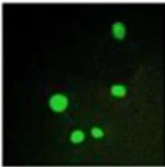 Immunocytochemistry/ Immunofluorescence - Anti-CRSP2 / MED14 antibody (AB196624)