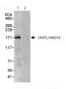 Immunoprecipitation - Anti-CRSP2 / MED14 antibody (AB72141)